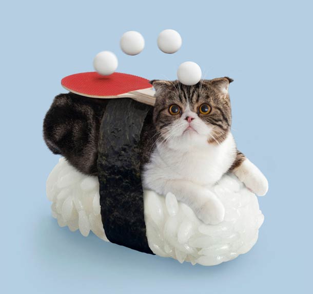 gato-sushi-mixidao (8)